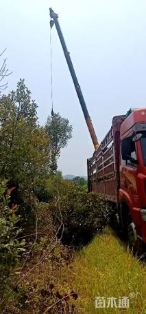 12公分高杆红叶石楠