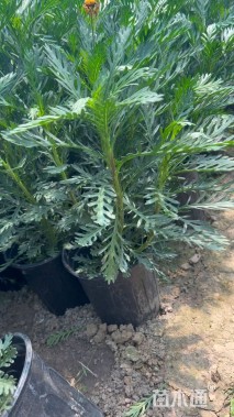 高度30厘米黄金菊