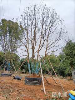 88公分(6杆)丛生香樟