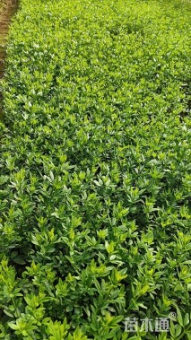 高度20厘米迎春花