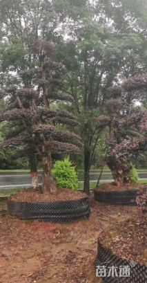 20公分造型红花继木桩