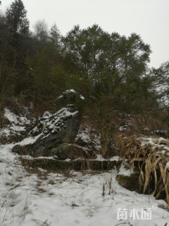 高度500厘米瓜子黄杨