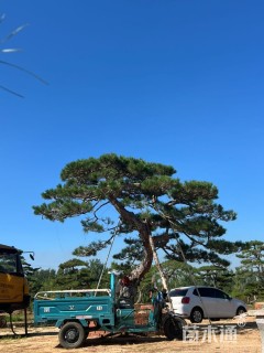 40公分造型油松