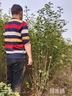 高度160厘米丛生木槿