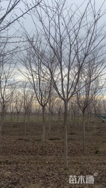 20公分高杆染井吉野樱