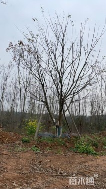 28公分(3杆)丛生朴树