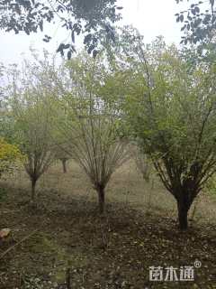 高度350厘米木槿