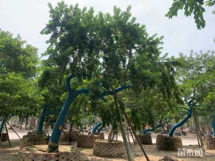 23公分红果冬青