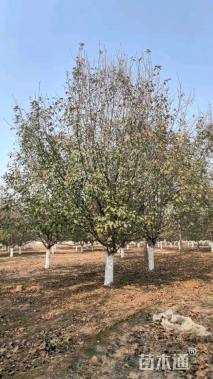 20公分绚丽海棠