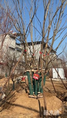 15公分(5杆)丛生榔榆