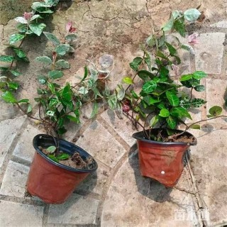 50厘米花叶络石