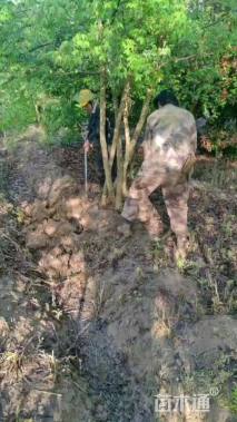 高度6厘米丛生五角枫