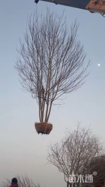 高度300厘米丛生美国红枫