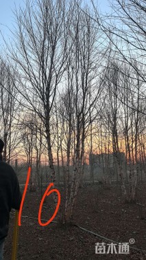 高度800厘米丛生河桦