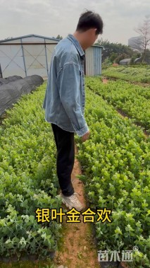 高度40厘米银叶金合欢