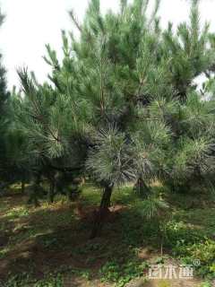 13公分造型黑松