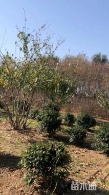 高度500厘米丛生蜡梅