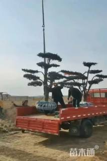 高度300厘米曼地亚红豆杉