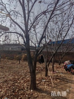 高度600厘米板栗