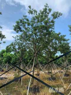 7公分黄花风铃木