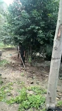 高度600厘米丛生大叶女贞