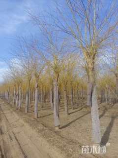 20公分金丝垂柳