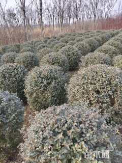 冠幅150厘米小叶女贞球