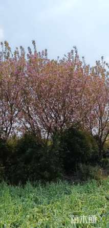 15公分东京樱花