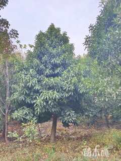 高度500厘米菱角