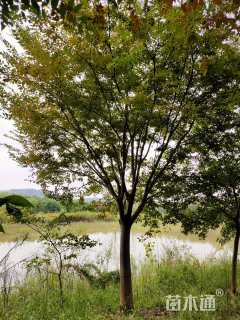 18公分(5杆)丛生朴树