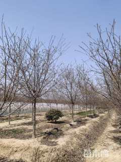 12公分红粉佳人樱