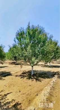 15公分绚丽海棠