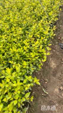 高度10厘米六道木