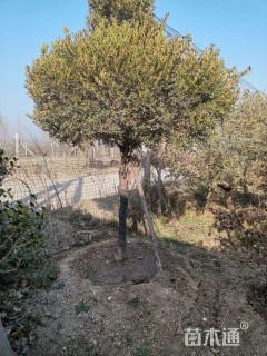 高度400厘米小叶黄杨