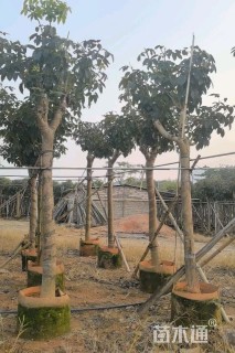 10公分紫花风铃木