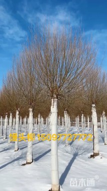 18公分馒头柳