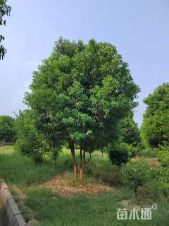 80公分丛生香樟