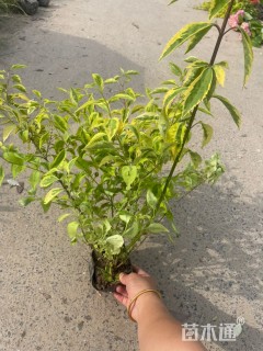 高度45厘米金叶连翘