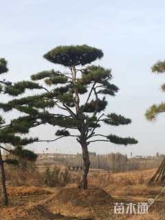 25公分造型油松