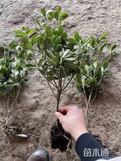 高度40厘米海桐