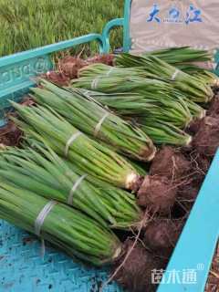 高度80厘米剑麻