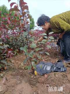 0.5公分紫叶矮樱