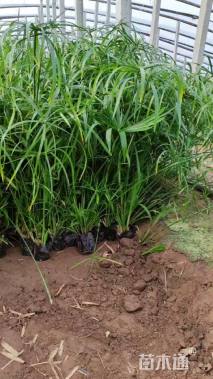 高度50厘米旱伞草