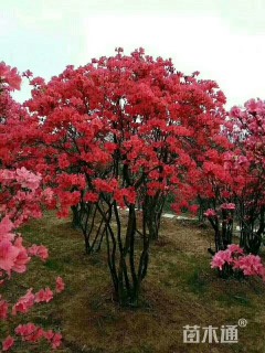 高度200厘米映山红