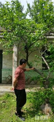 高度300厘米蜡梅