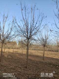 12公分金叶复叶槭