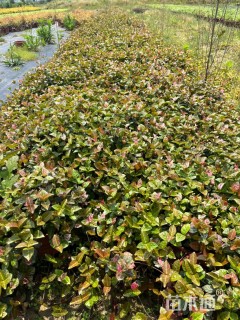 40厘米花叶络石