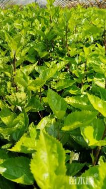 高度40厘米扶桑