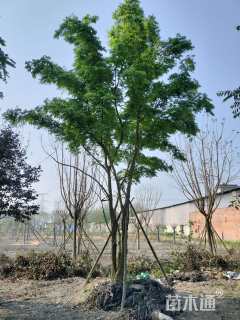 31公分(3杆)丛生朴树