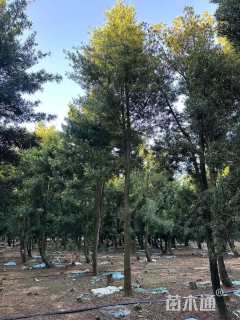 16公分日本罗汉松